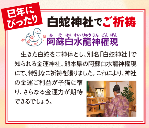 金運を願う子猫(茶トラ)を会社の先輩が1ヶ月置いてみた正直な感想とレビュー!