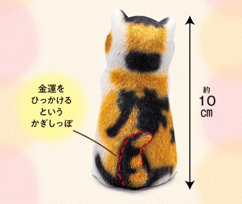 金運を願う子猫(茶トラ)を会社の先輩が1ヶ月置いてみた正直な感想とレビュー!